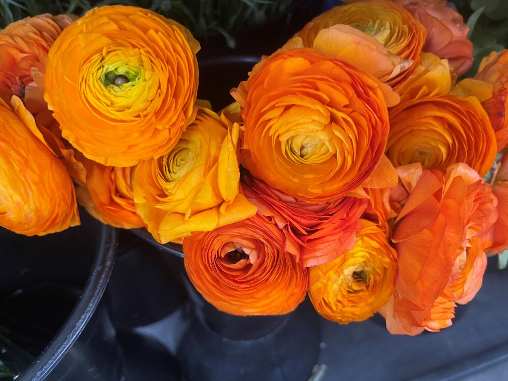 Ranuculus